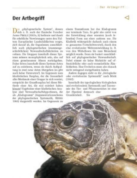 Preview: Die Breitrandschildkröte